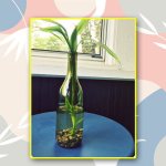 How To Grow Lucky Bamboo Plant In A Bottle: A Step-By-Step Guide