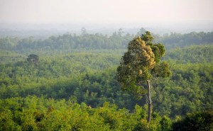 Planting Trees In Wrong Places Contributes To Global Warming: Study 1