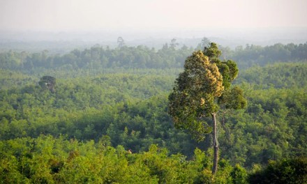 Planting Trees In Wrong Places Contributes To Global Warming: Study