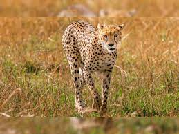 Why do cheetahs run so fast? Scientists reveal reason behind the animal’s speed