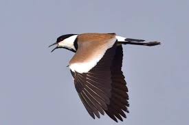 First birder to spot spur-winged lapwing in India