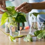 How To Grow Money Plant In A Water Bottle: A Step-By-Step Guide