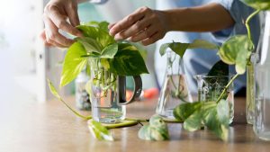 How To Grow Money Plant In A Water Bottle: A Step-By-Step Guide 1