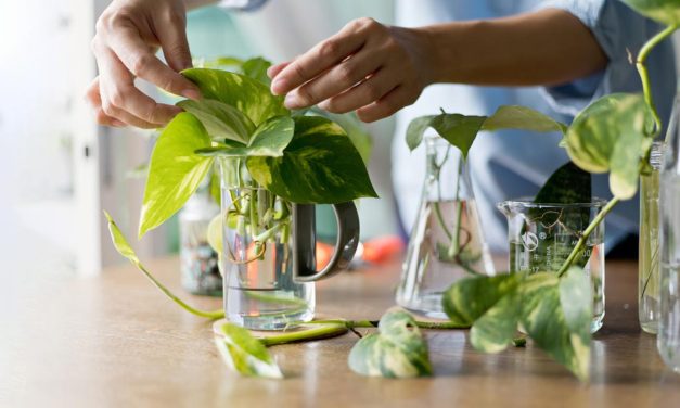 How To Grow Money Plant In A Water Bottle: A Step-By-Step Guide