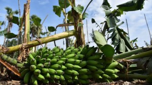 Banana Prices Likely to Go Up as Climate Change Continues to Hurt Outputs Worldwide 1 Banana Prices Likely to Go Up as Climate Change Continues to Hurt Outputs Worldwide 1