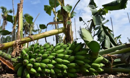 Banana Prices Likely to Go Up as Climate Change Continues to Hurt Outputs Worldwide