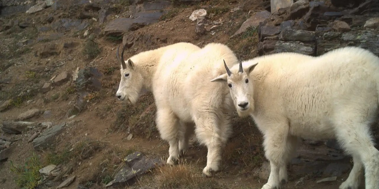 Nature wasn’t healing: What really happened with wildlife during pandemic lockdowns