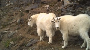 Nature wasn’t healing: What really happened with wildlife during pandemic lockdowns 1