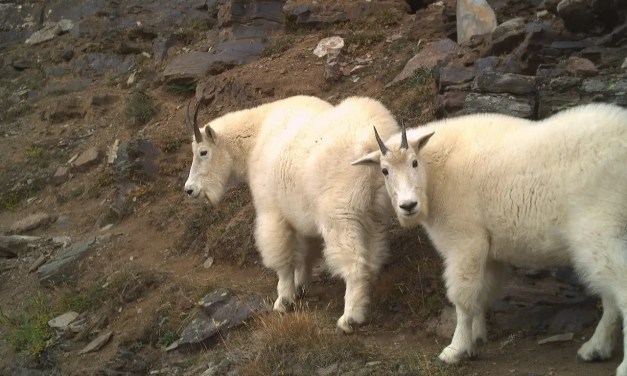 Nature wasn’t healing: What really happened with wildlife during pandemic lockdowns