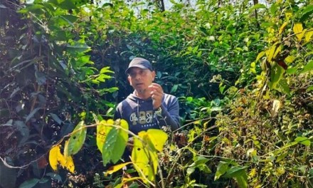 Why farmers in India and Pakistan are shifting to ‘regenerative’ farming