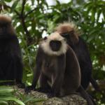 In the Nilgiris, hybrids in different shades of brown indicate intermingling of langur species