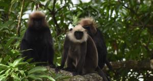 In the Nilgiris, hybrids in different shades of brown indicate intermingling of langur species 1