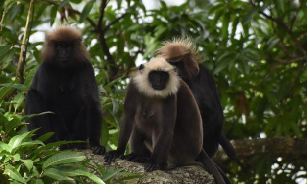 In the Nilgiris, hybrids in different shades of brown indicate intermingling of langur species