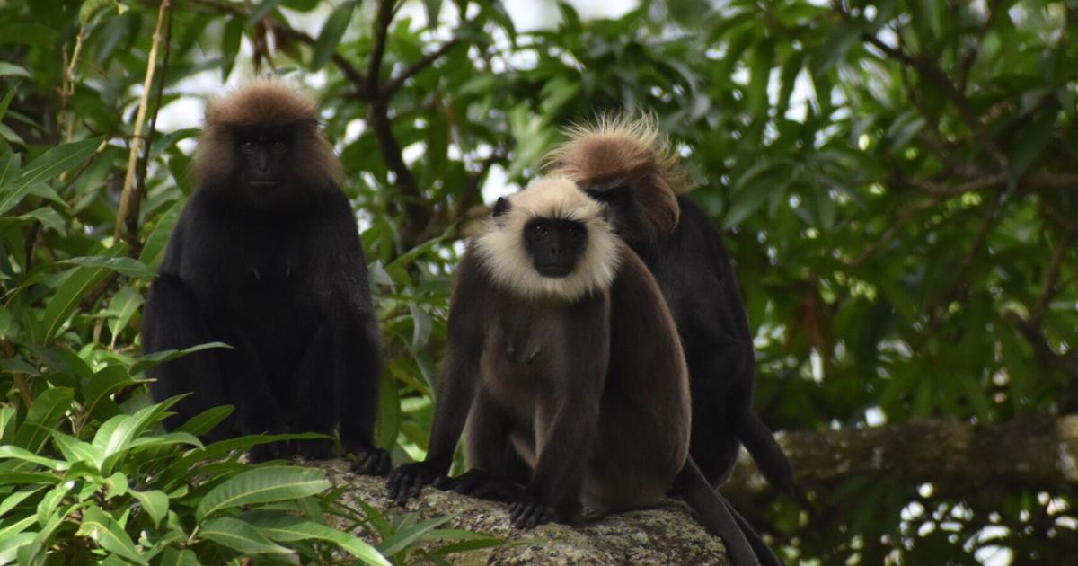 In the Nilgiris, hybrids in different shades of brown indicate intermingling of langur species