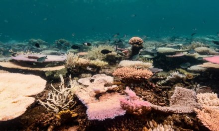 Coral reefs around the world experiencing mass bleaching, scientists say
