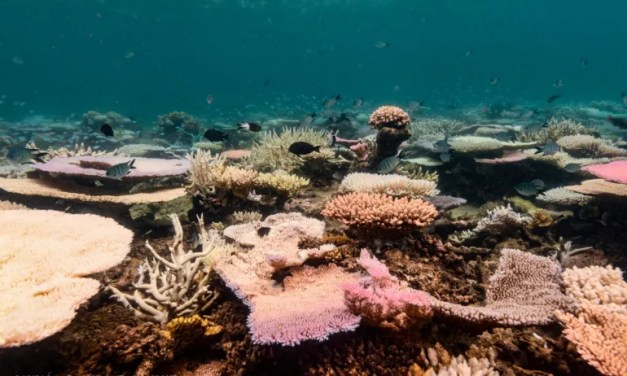 Coral reefs around the world experiencing mass bleaching, scientists say