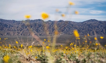 Tall flowers, dead shrubs, ephemeral lake: Death Valley has become a picture of climate whiplash
