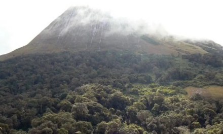Hundreds Of New Species Discovered On Africa’s Isolated Sky Islands
