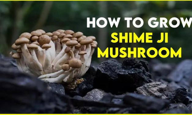How to grow Shimeji Mushroom: 2 Way to grow