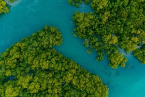 Unpacking India’s New Green Credit Programme 1