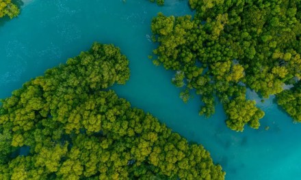 Unpacking India’s New Green Credit Programme