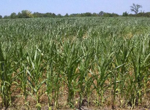 El Niño to La Niña