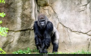 Animals Displayed Quiet And Unusual Behaviour During Solar Eclipse In US 1
