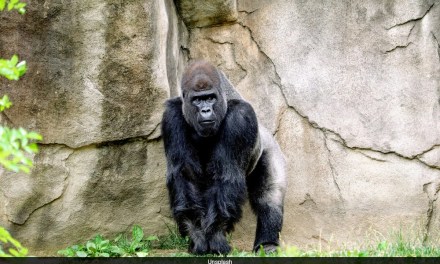 Animals Displayed Quiet And Unusual Behaviour During Solar Eclipse In US