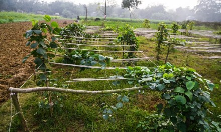 What are ‘orphan crops’? And why is there a new campaign to get them adopted?