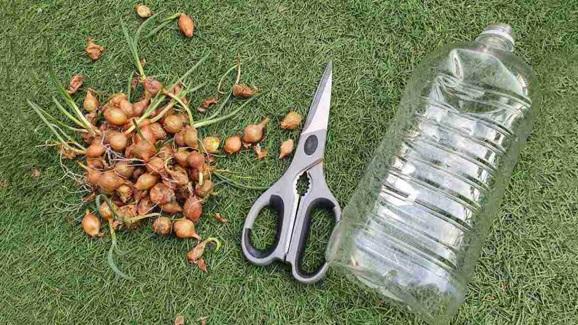 How To Grow Onion Plant In A Water Bottle: A Step-By-Step Guide