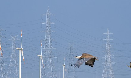 Opinion | Right Against Climate Change And The Need To Go Beyond ‘Greenwashing’