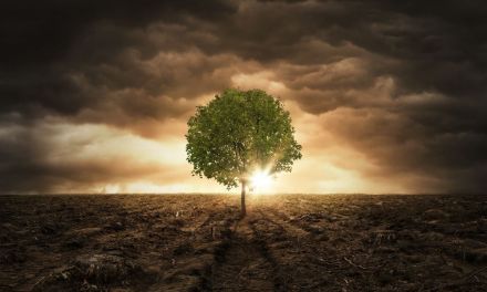 A Study Reveals Trees Have Hidden Clocks—and They’ve Started Going Haywire