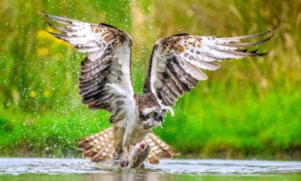 Revised Bird Family Tree Reshapes Understanding of Bird Evolution