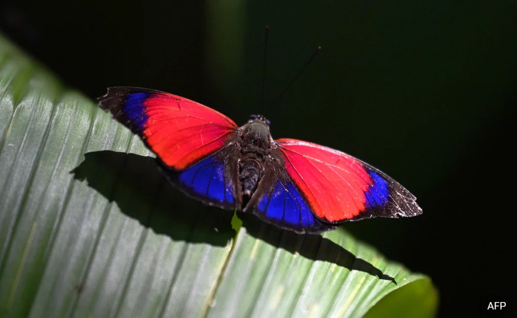 In Amazon, Butterflies Play Key Role In Combating Climate Change