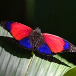 In Amazon, Butterflies Play Key Role In Combating Climate Change