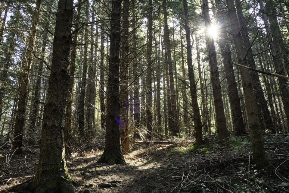 Millions More Trees Isn’t the Climate Fix New Zealand Thought