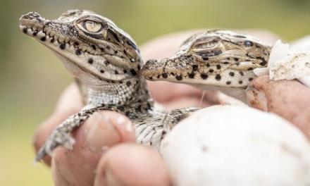 Conservation slowing biodiversity loss, scientists say