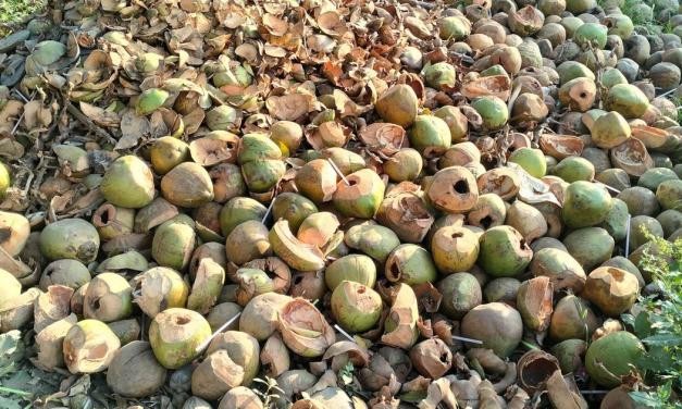 Disposal is a challenge as coconut husks pile up across Indian cities amid high summer demand