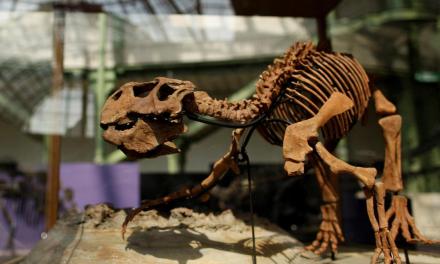 Chinese fossil reveals evolution of skin in feathered dinosaurs