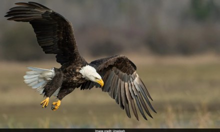 Eagles Altered Flight Paths To Avoid Ukraine War: Scientists