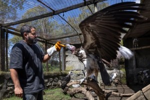 The sanctuaries trying to save birds of prey from extinction in Kenya 14 The sanctuaries trying to save birds of prey from extinction in Kenya 7