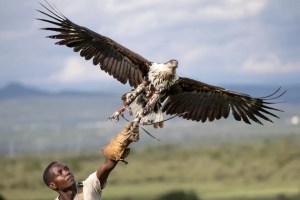 The sanctuaries trying to save birds of prey from extinction in Kenya 1 The sanctuaries trying to save birds of prey from extinction in Kenya 1