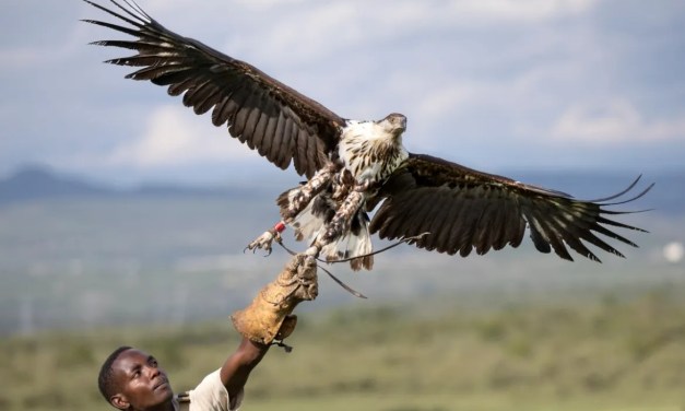 The sanctuaries trying to save birds of prey from extinction in Kenya