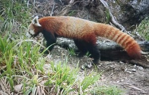 Red panda sighted in EWS 1