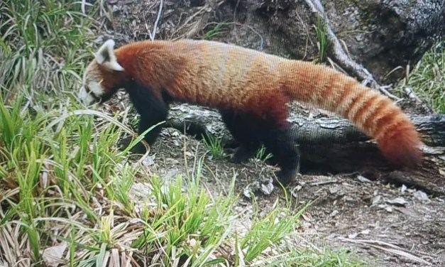 Red panda sighted in EWS