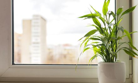 Lucky Bamboo Plant Care: How to Grow Indoor Lucky Bamboo