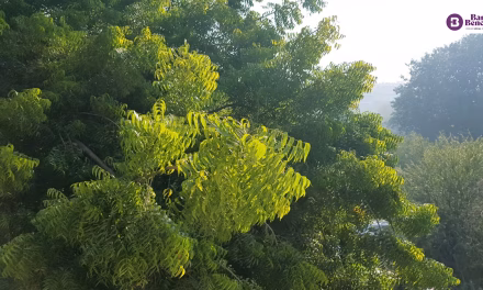 2.33 million hectares of tree cover lost since 2000? NGT seeks Central government response