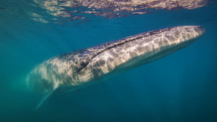 Giant whale returns after disappearing for over 100 years