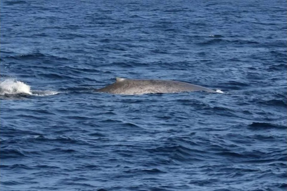 Researchers surprised to find several rare blue whales during expedition: ‘These are positive steps towards their conservation’
