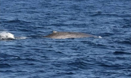 Researchers surprised to find several rare blue whales during expedition: ‘These are positive steps towards their conservation’
